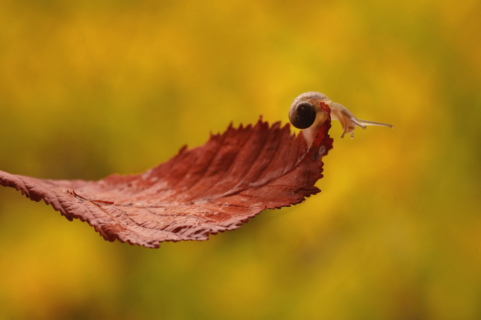 A wee acrobat