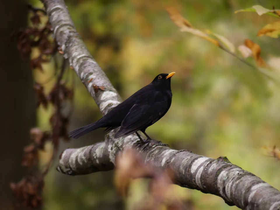 Blackbird