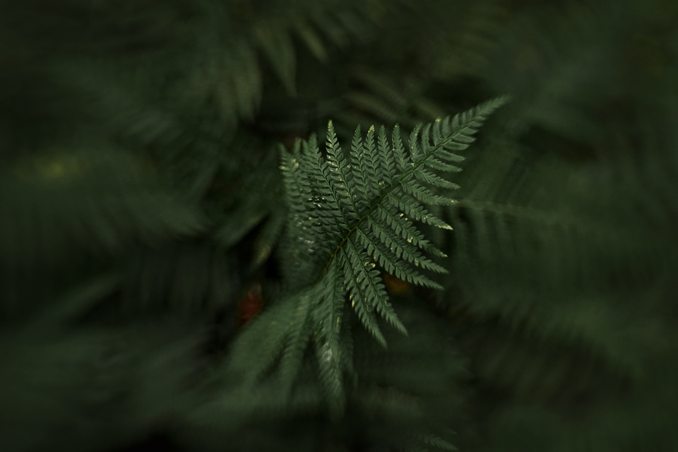 Still green