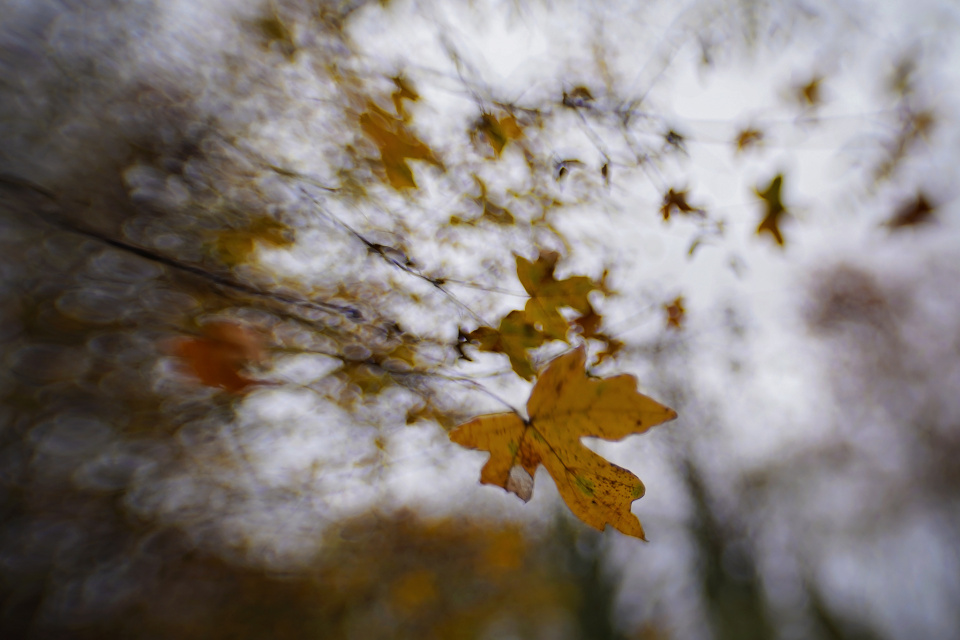 Autumn leaves