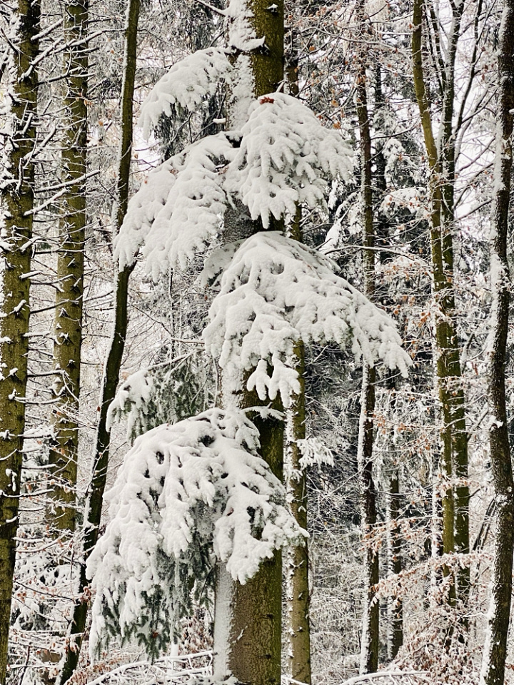 More snow