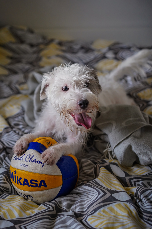 Happy's favourite toy