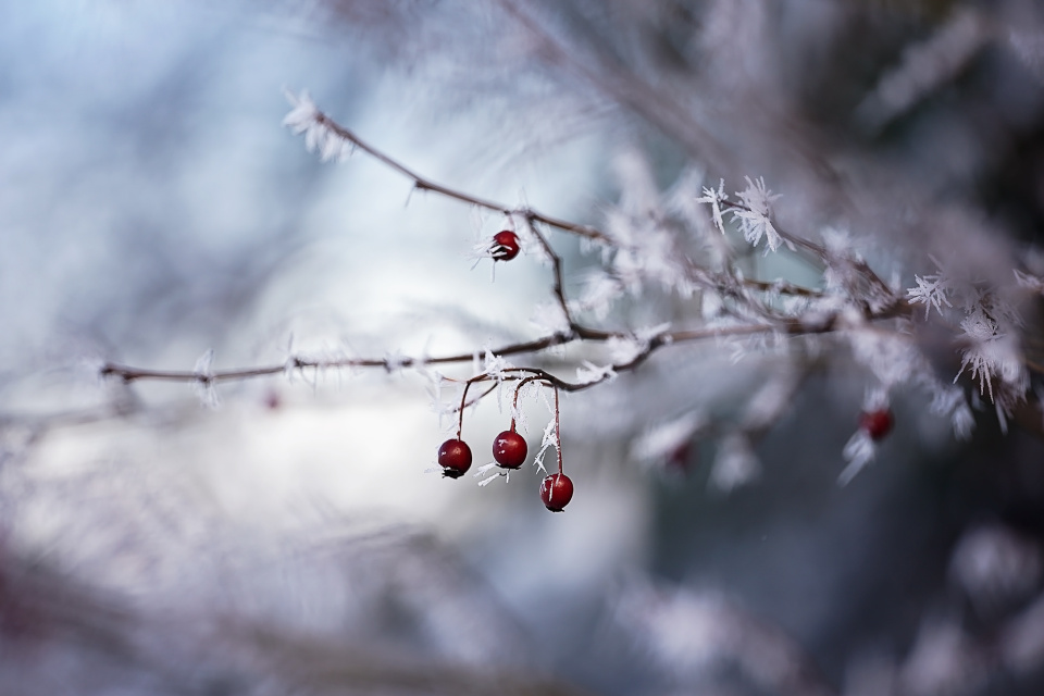 Frosty morning