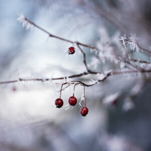 Frosty morning
