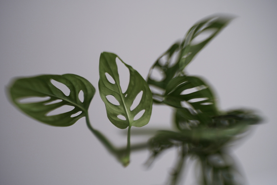 Indoor plant