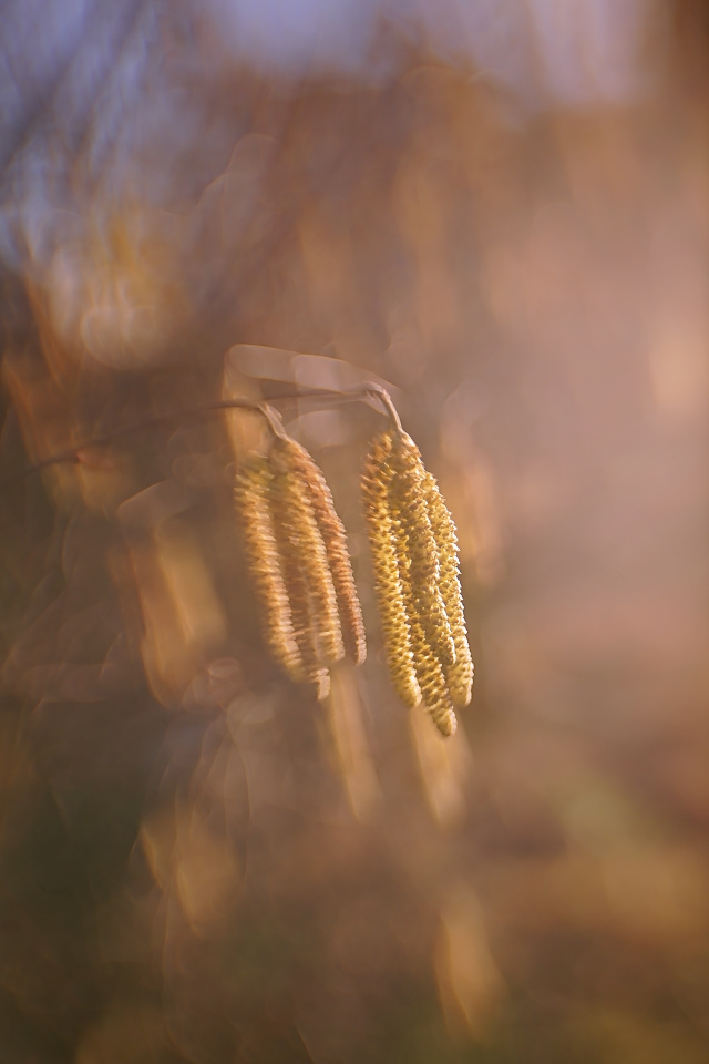 Hazel catkins