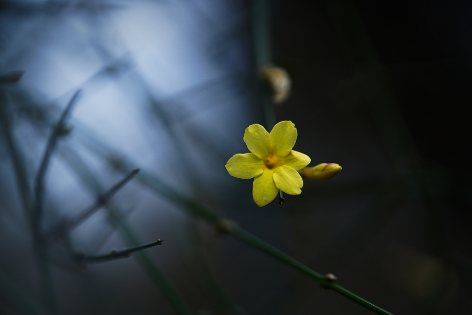 Spring sings