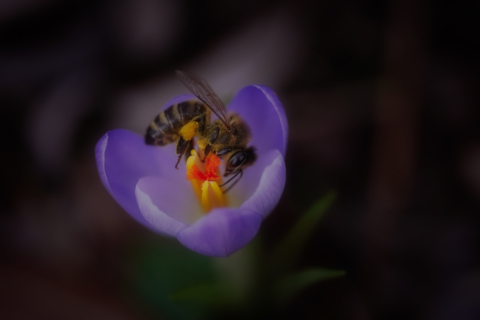 Bees are out