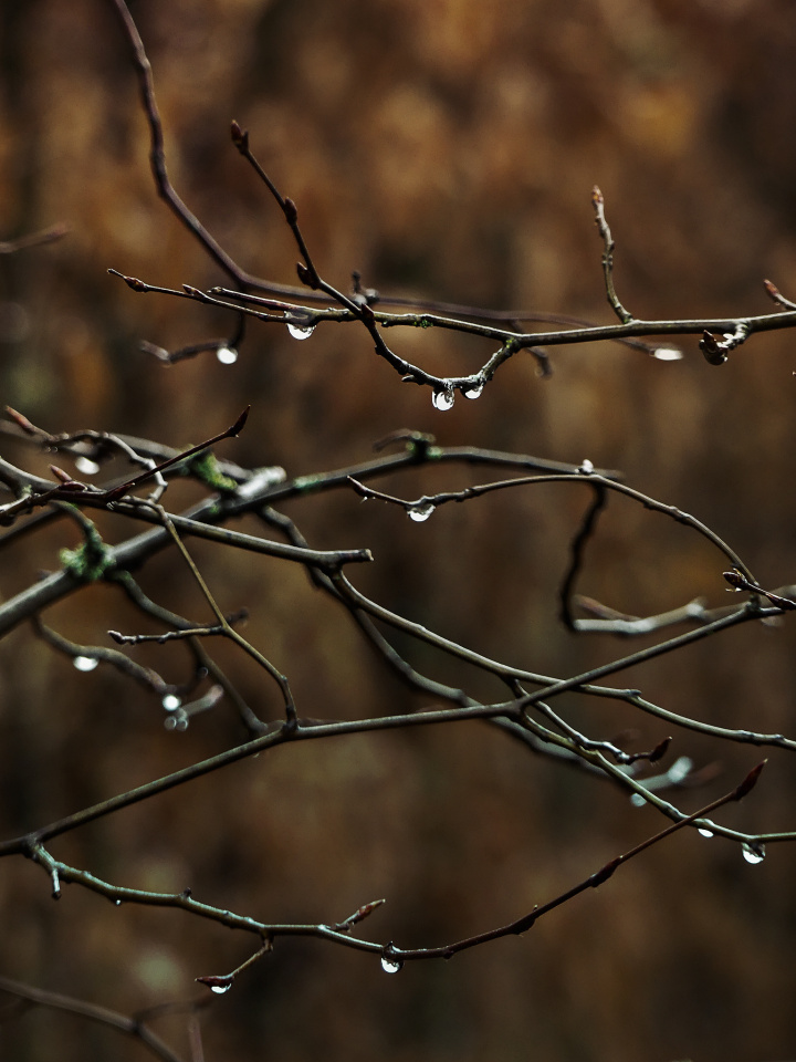 Raindrops
