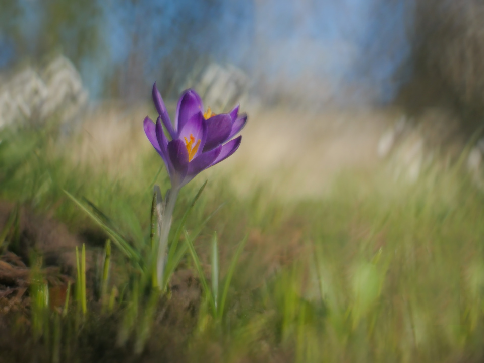 Crocuses