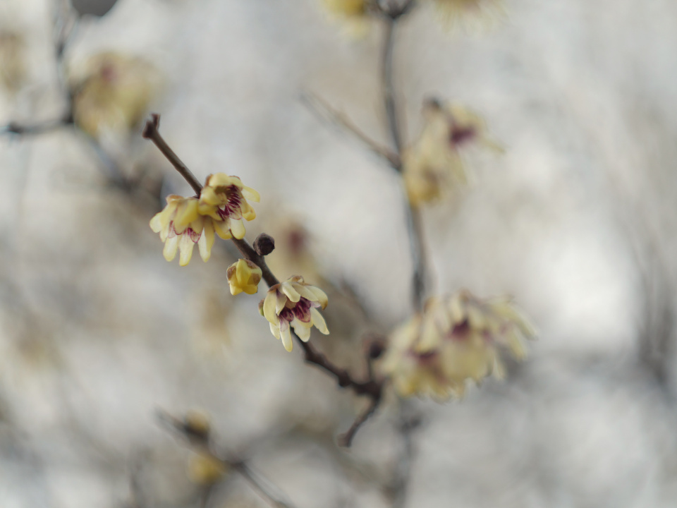 Light & nice scent