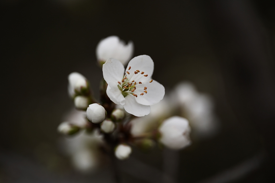 First blossom