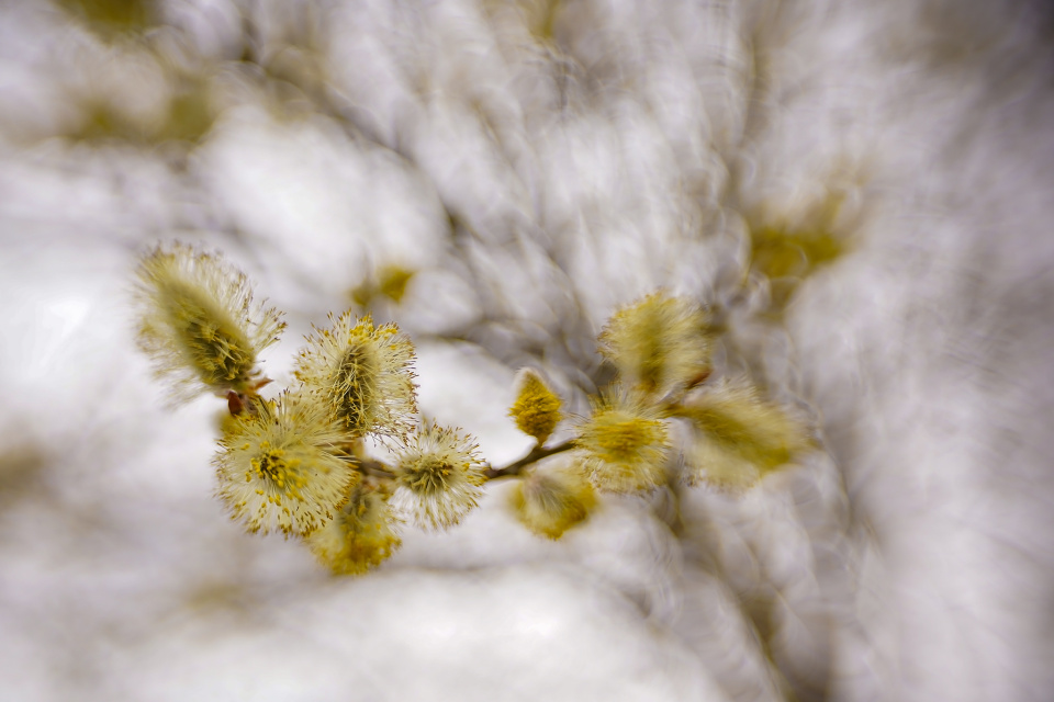 Pussy willow