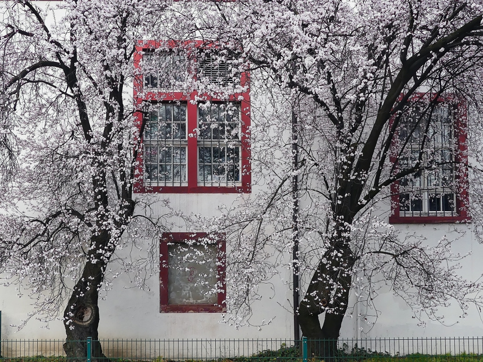 Spring in Basel