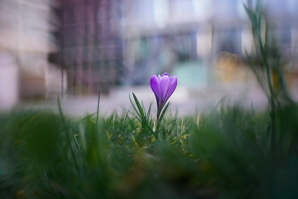 A crocus in the city