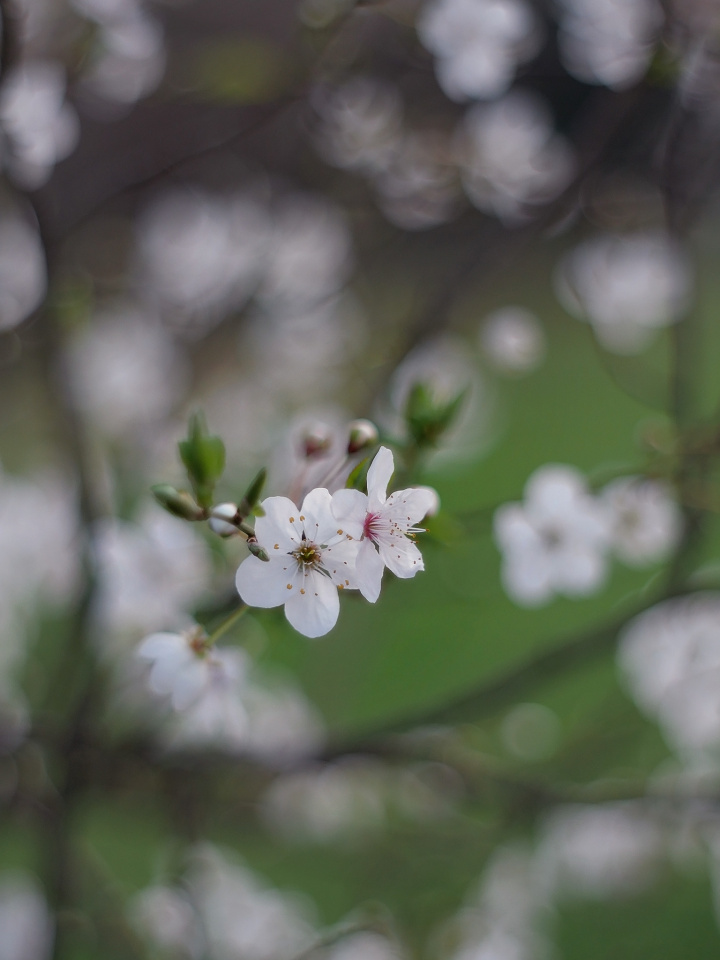 Spring blossom