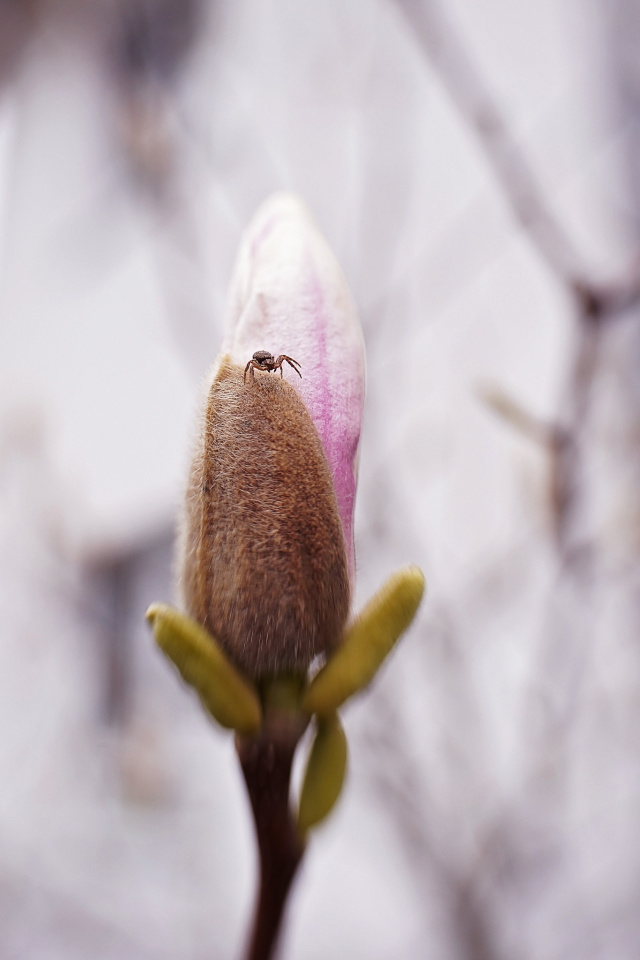 Mognolia's about to bloom