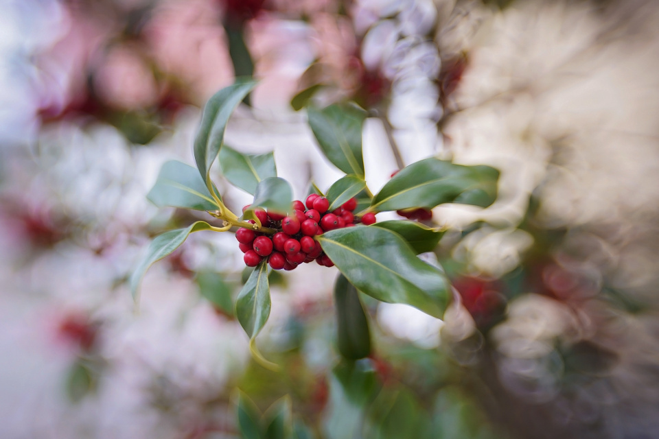 Pricky holly