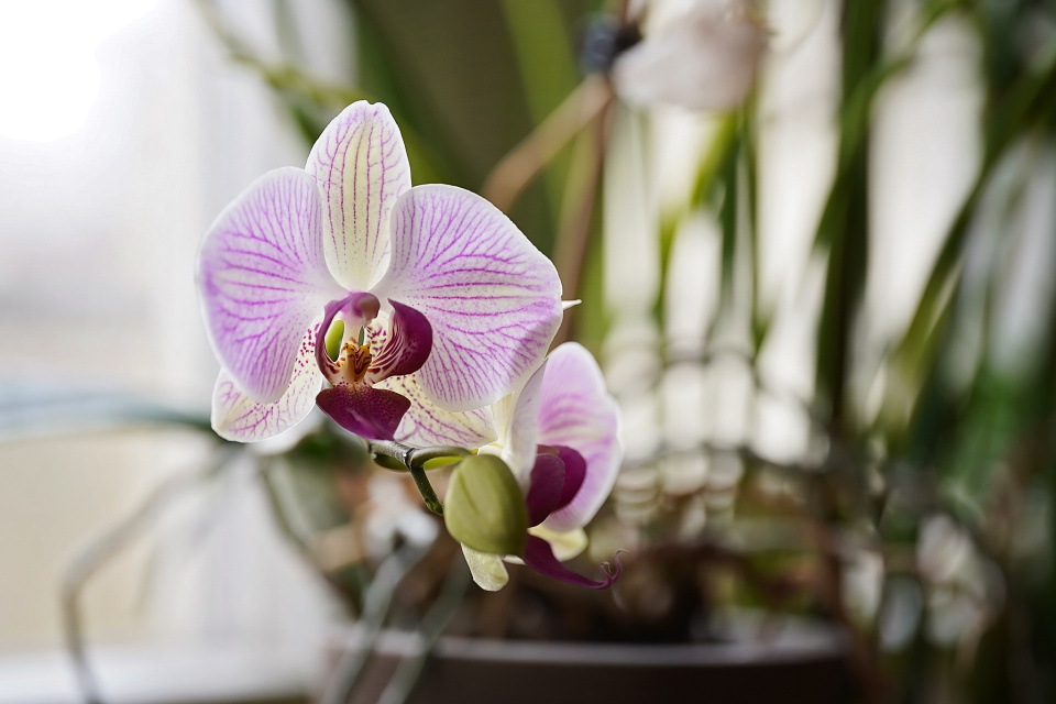 Blooming again