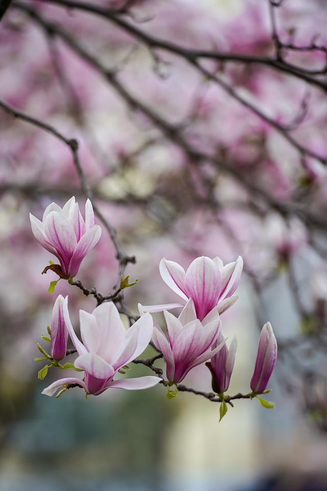 Magnolia season