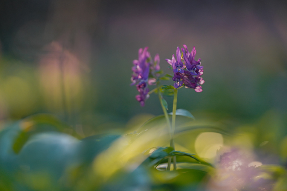 Spring in the forest