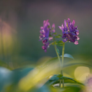 Spring in the forest
