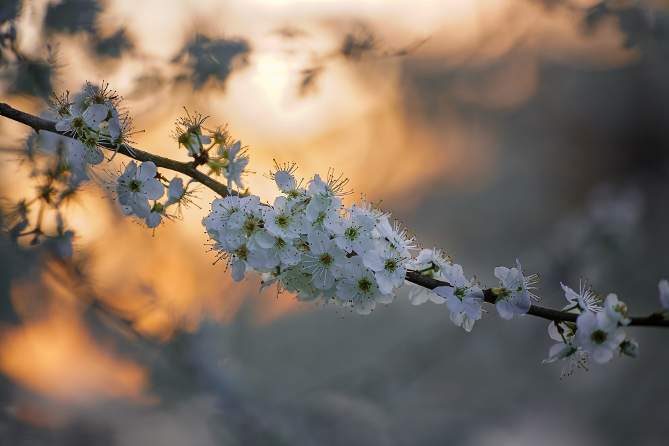 Spring sunset