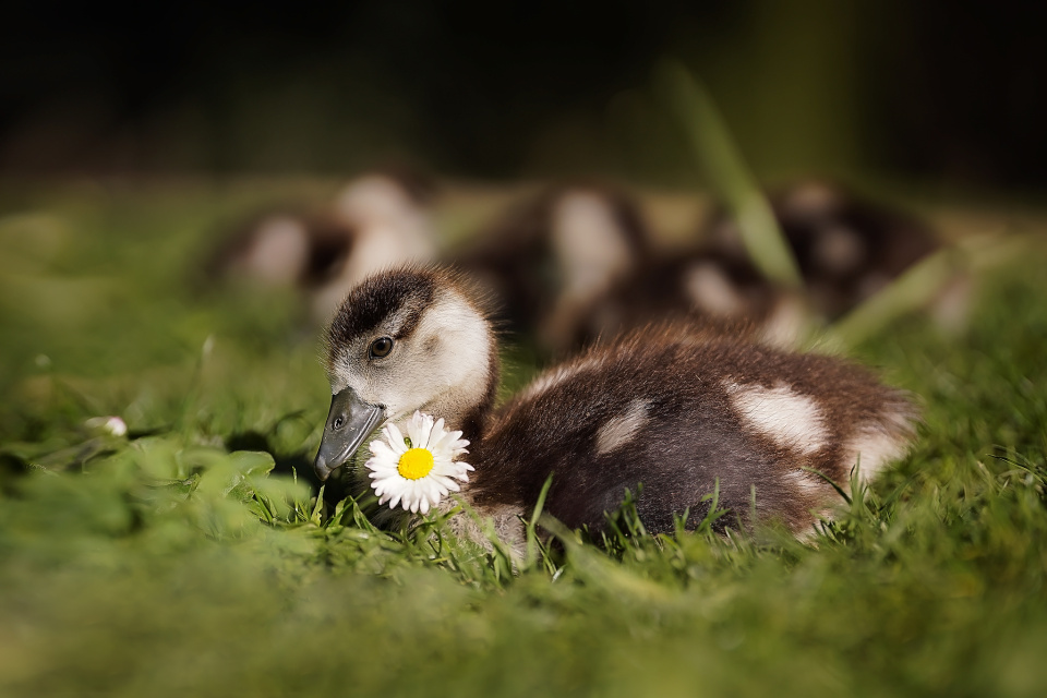 Ducklings