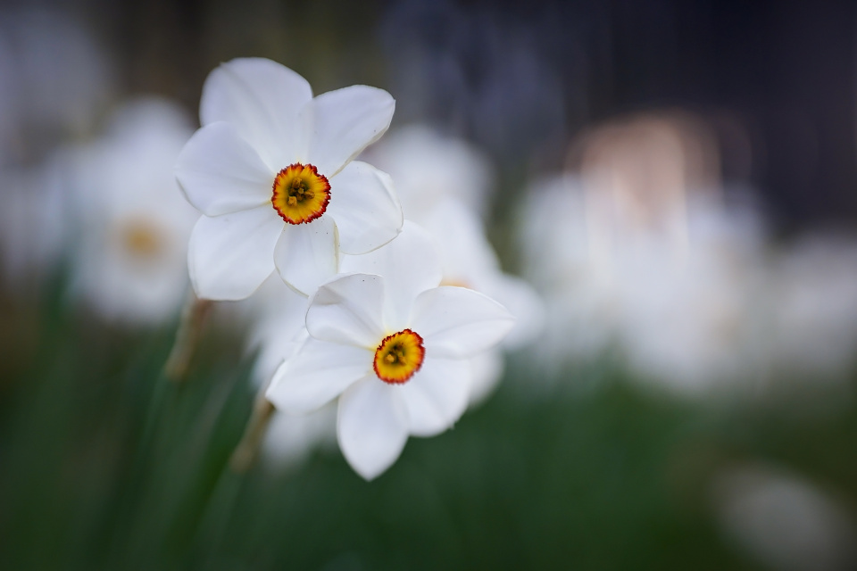 Daffodils