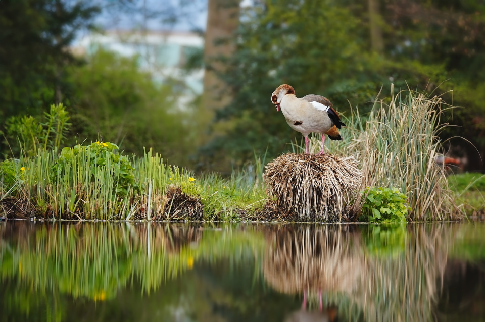 Egyptian goose