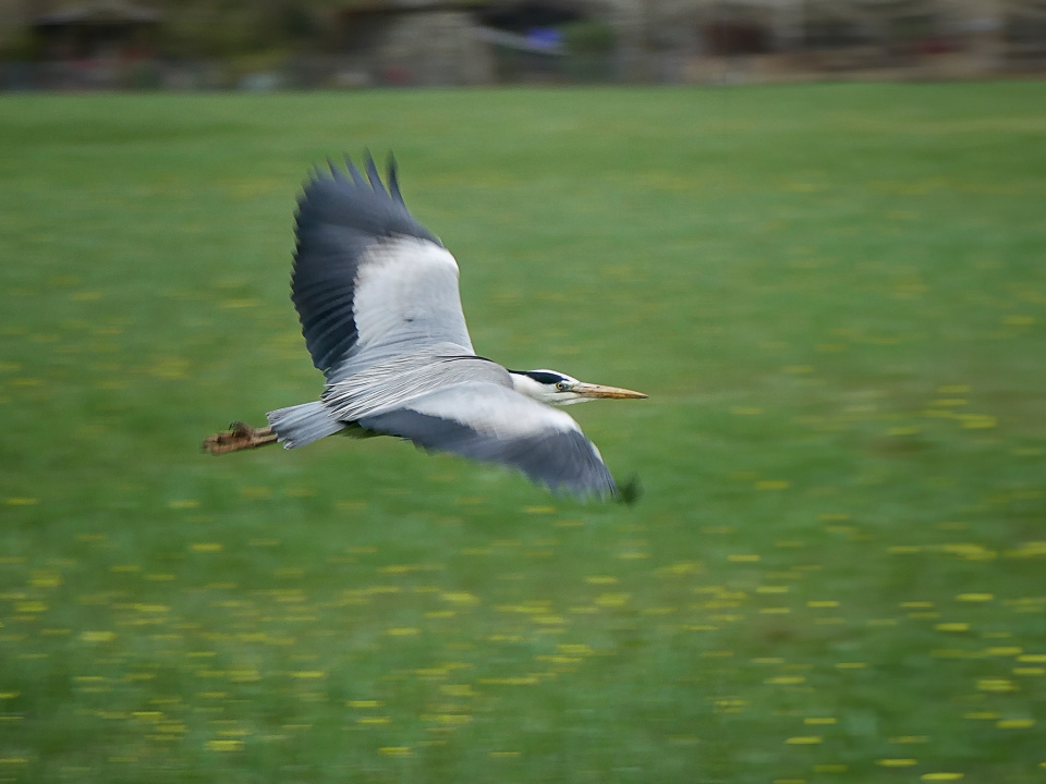 In flight