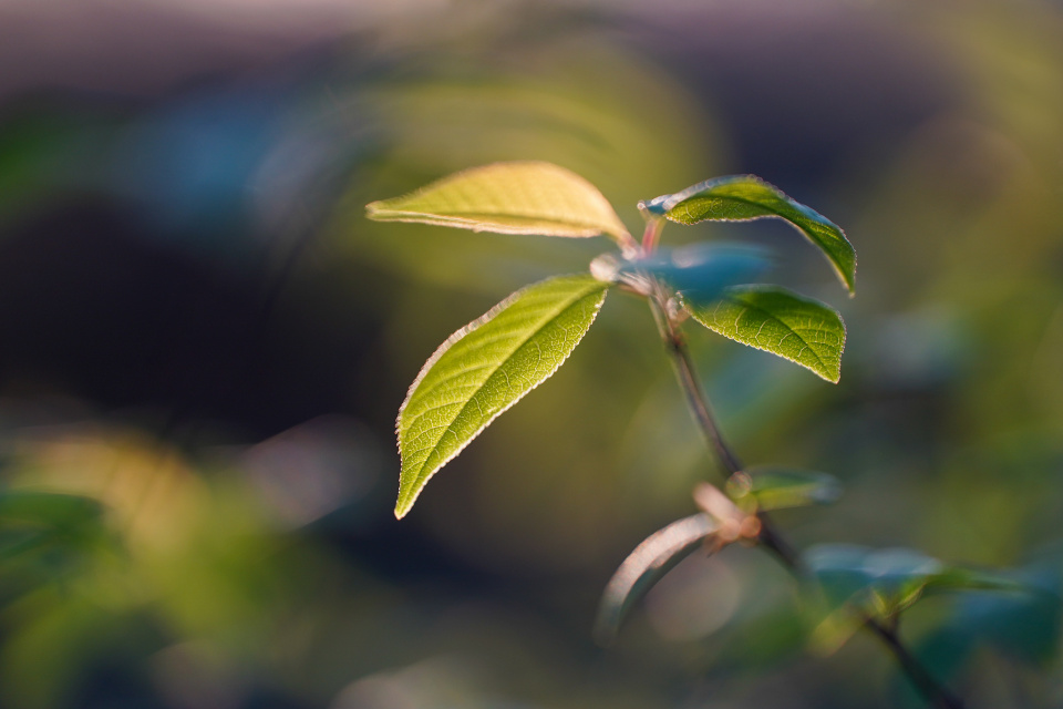 It's getting green