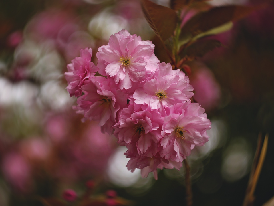 Pink blossom