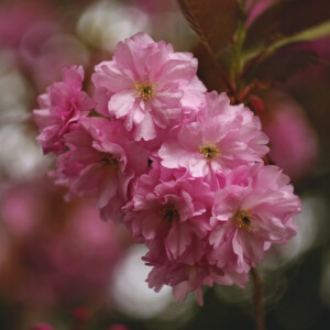 Pink blossom