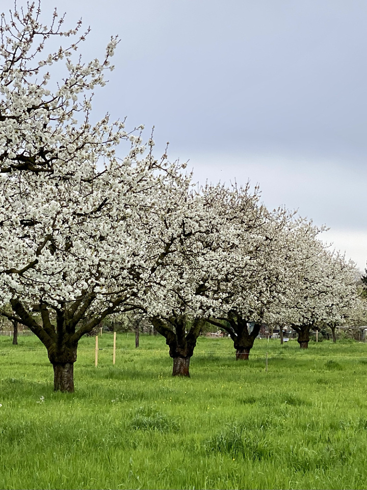 Cherry blossoms