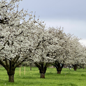 Cherry blossoms