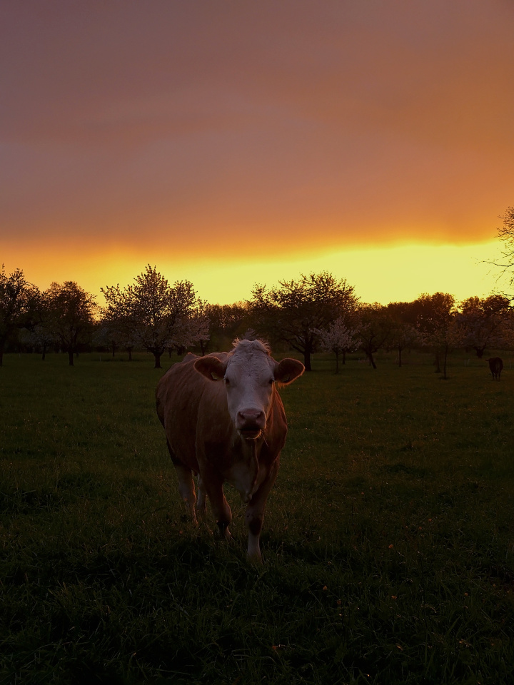 Evening walk