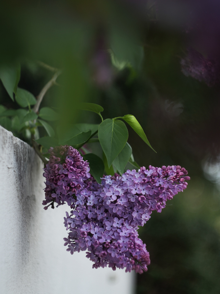 The scent of spring