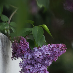 The scent of spring