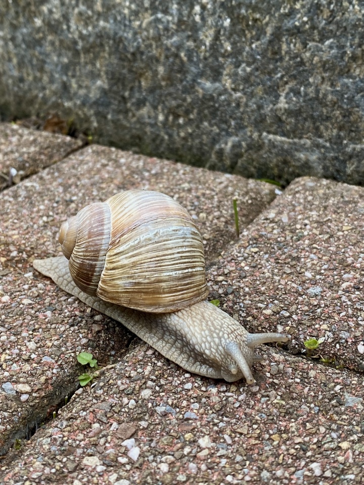 Slow life