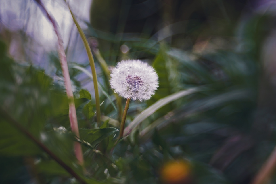 Dandelion