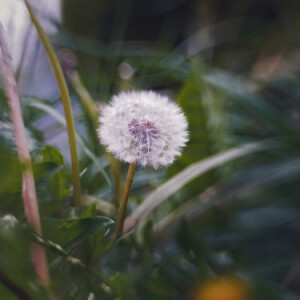 Dandelion
