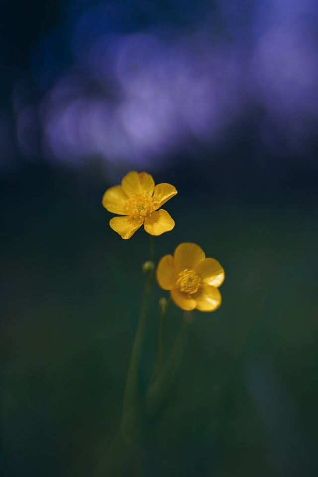 Buttercups