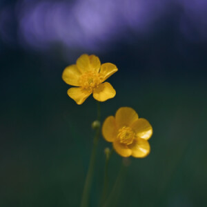 Buttercups