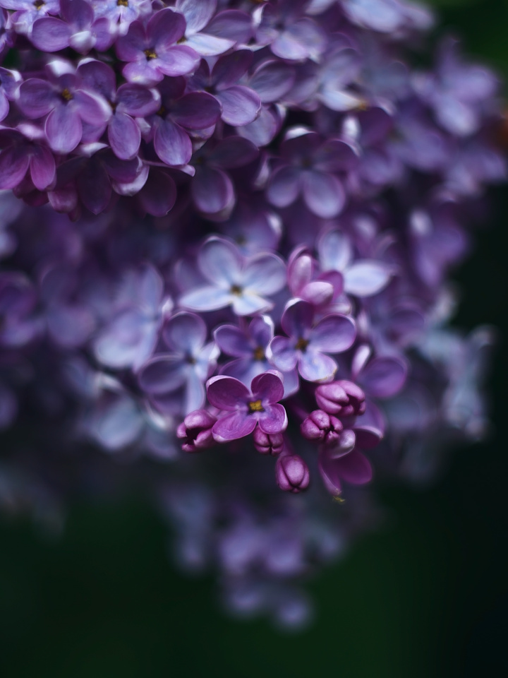 Lilac