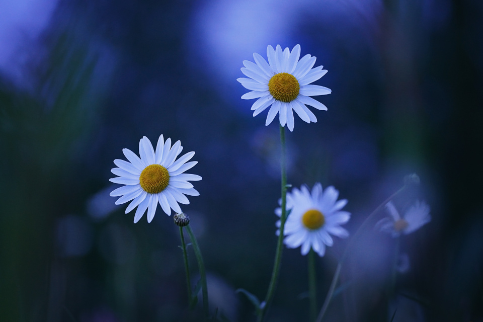 Blue hour