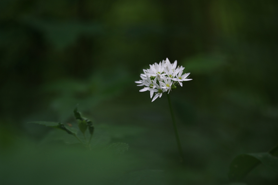 Wild garlic