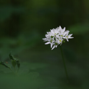 Wild garlic