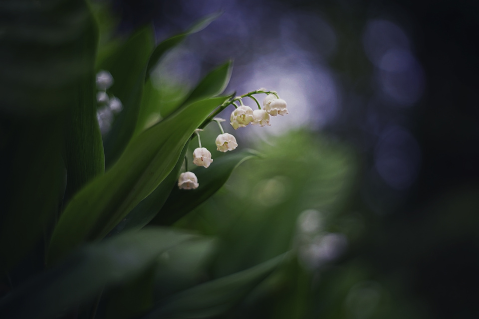Lily of the valley