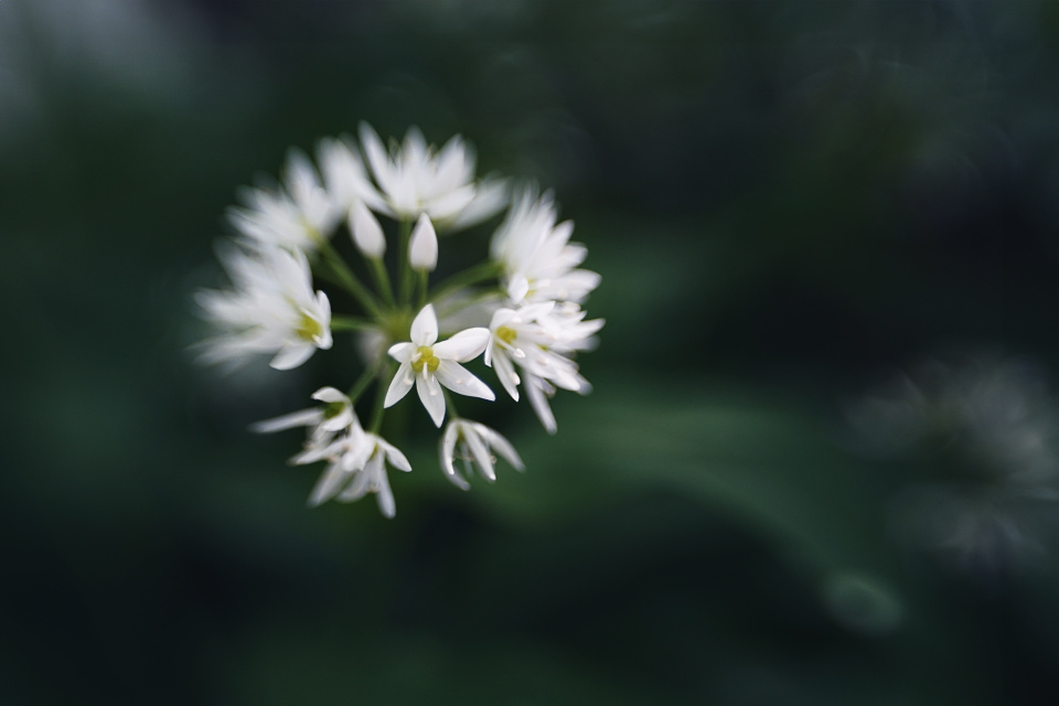 Wild garlic